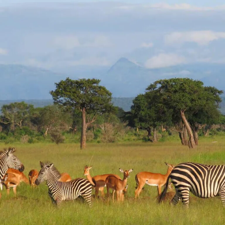 8 Days Safari Itinerary – Selous, Udzungwa, Mikumi