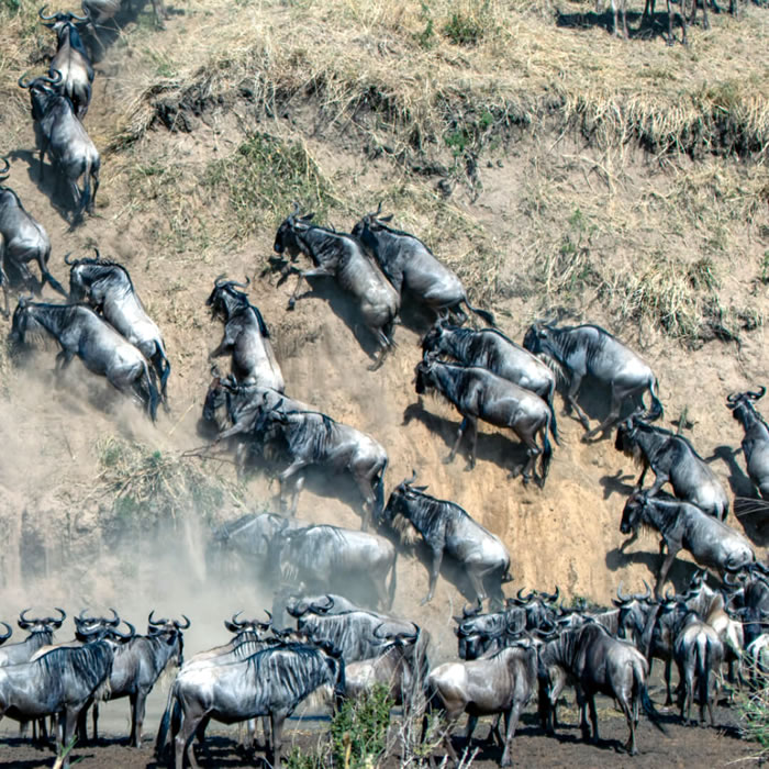 9 Days Safari Itinerary Vacation Tanzania -wildebeest Migration