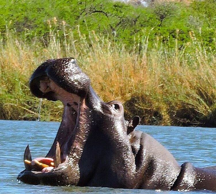 3 Days Safari Itinerary – Selous Game Reserve