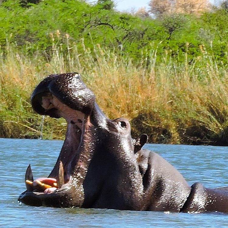 3 Days Safari Itinerary – Selous Game Reserve