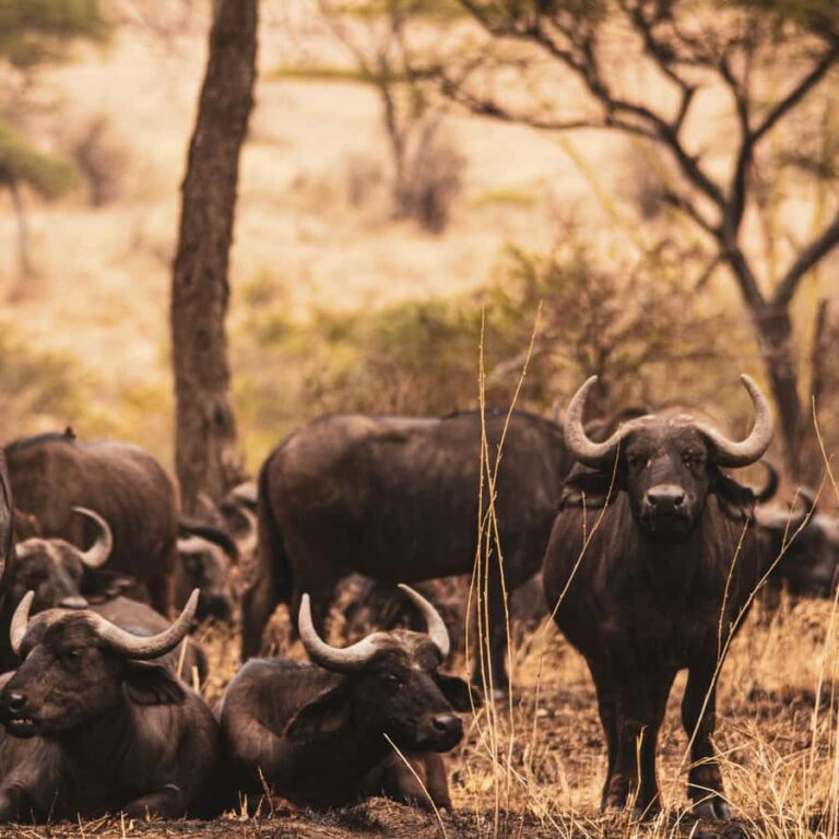 3 Days Safari Itinerary – Tarangire, Ngorongoro Crater, Lake Manyara