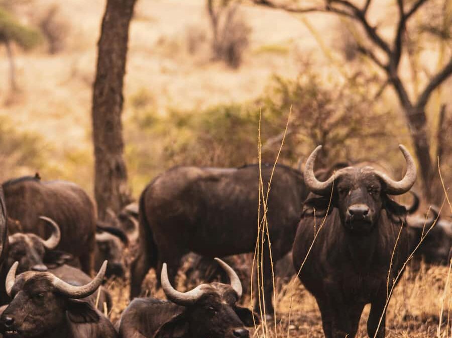 3 Days Safari Itinerary – Tarangire, Ngorongoro Crater, Lake Manyara