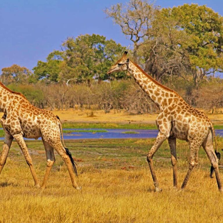 5 Days Safari Itinerary – Mikumi & Ruaha National Park