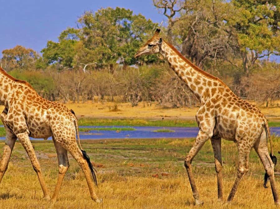 5 Days Safari Itinerary – Mikumi & Ruaha National Park