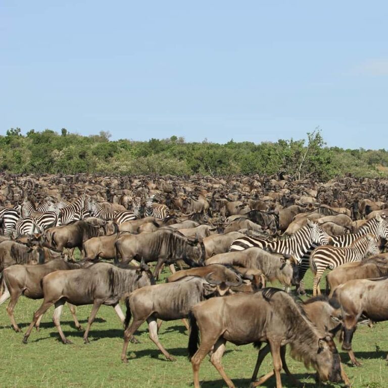 8 Days Tanzania Holiday Itinerary – wildebeest Migration