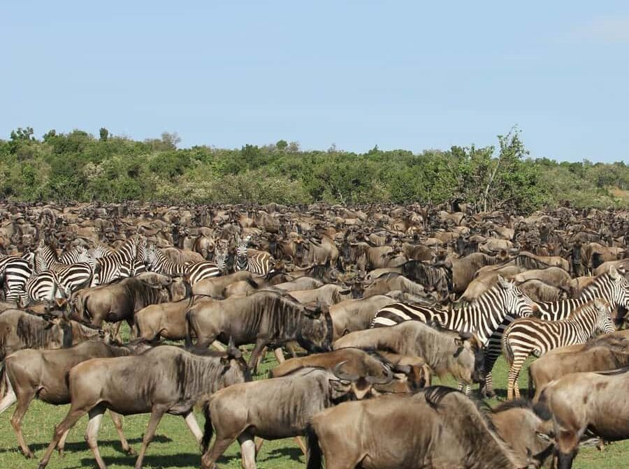 8 Days Tanzania Holiday Itinerary – wildebeest Migration