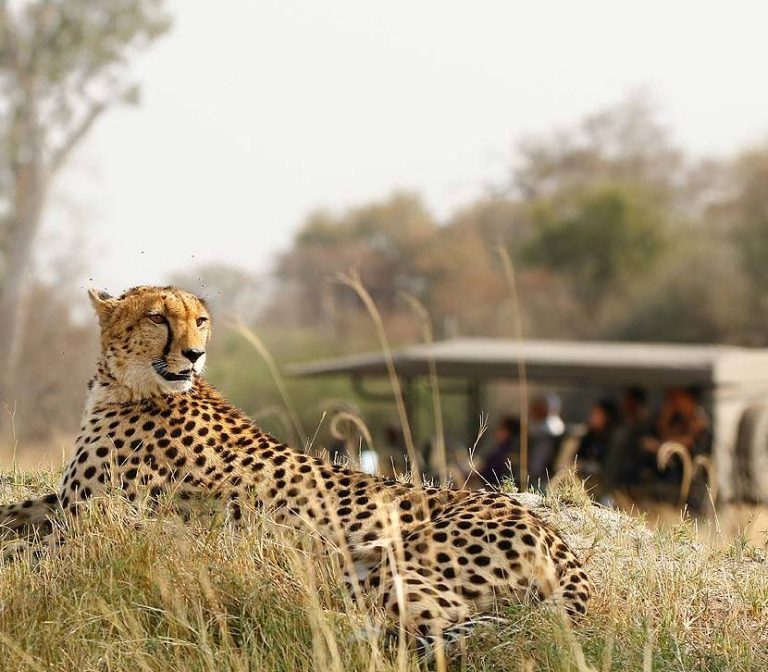 9 Days Safari Itinerary – Selous, Mikumi, Ruaha