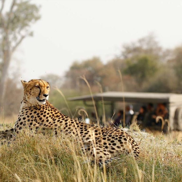 9 Days Safari Itinerary – Selous, Mikumi, Ruaha