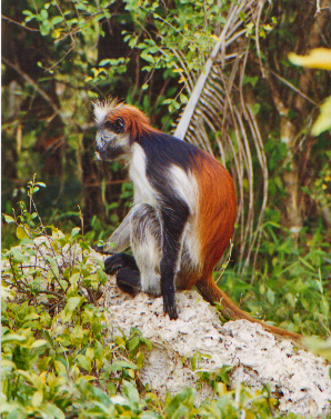 Zanzibar Red Monkey Forest & Mangroves