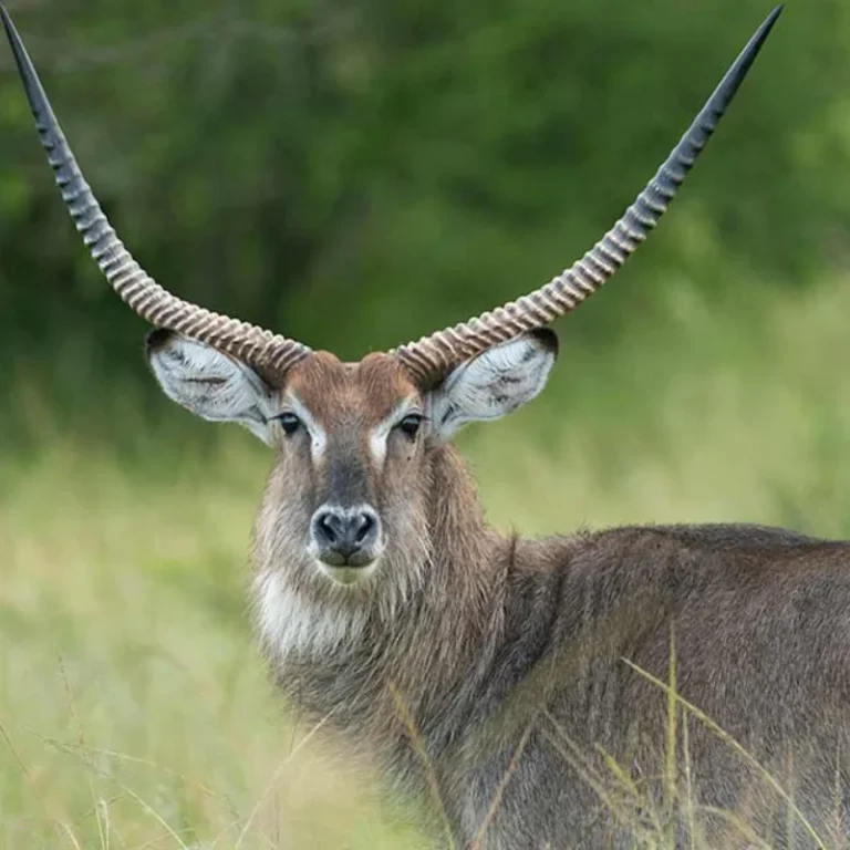 About Ibanda-Kyerwa National Park