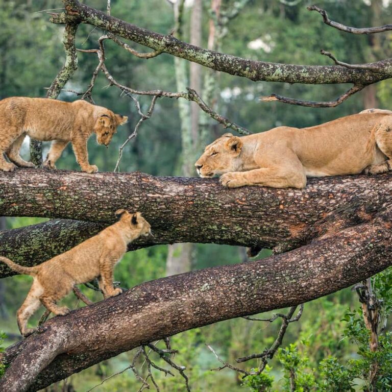 About Lake Manyara National Park