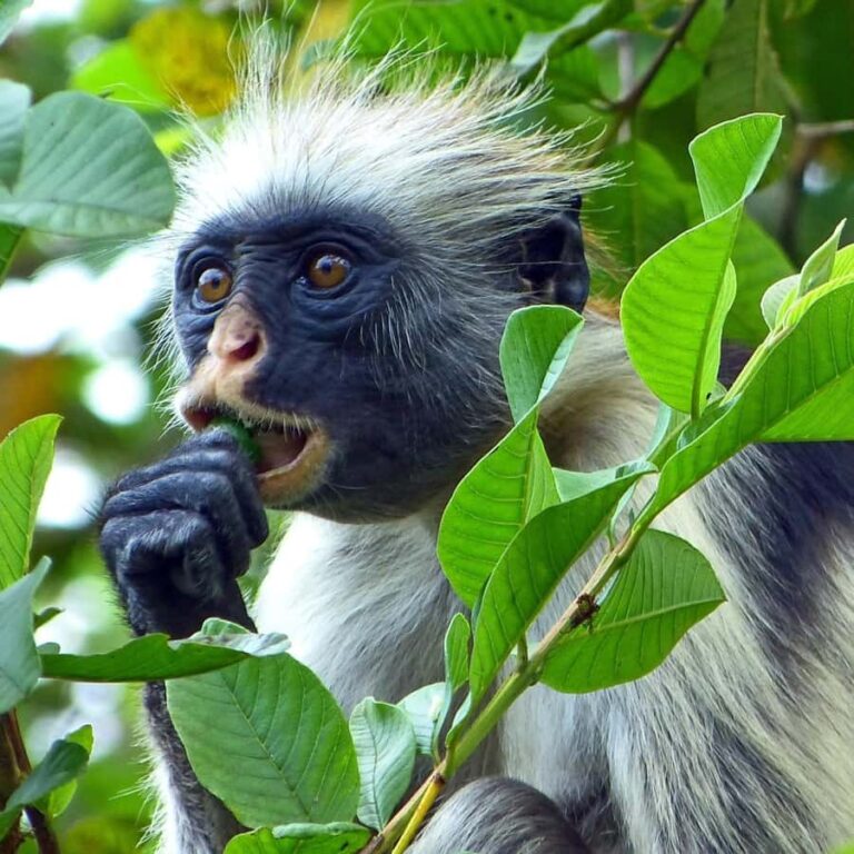 Full Day – Zanzibar Jozani Forest, Spice Farm & Stone Town