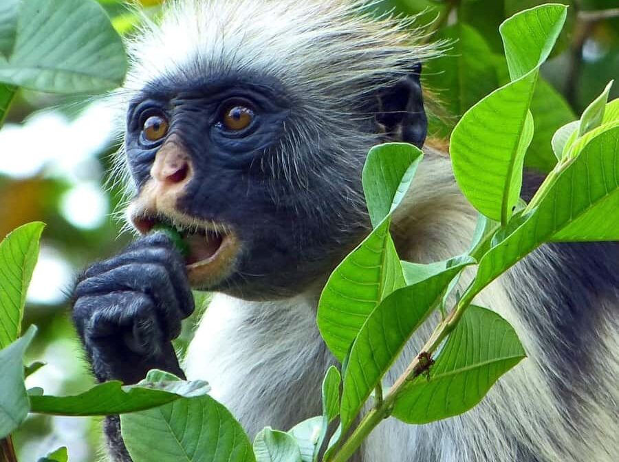 Full Day – Zanzibar Jozani Forest, Spice Farm & Stone Town