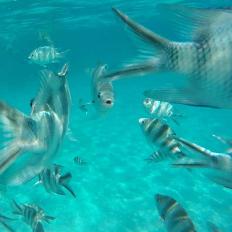 Half Day – Blue Lagoon Snorkeling