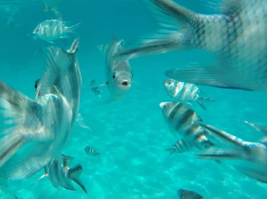 Half Day – Blue Lagoon Snorkeling