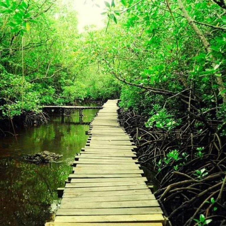 Half-Day – Jozani Forest Walking Tour