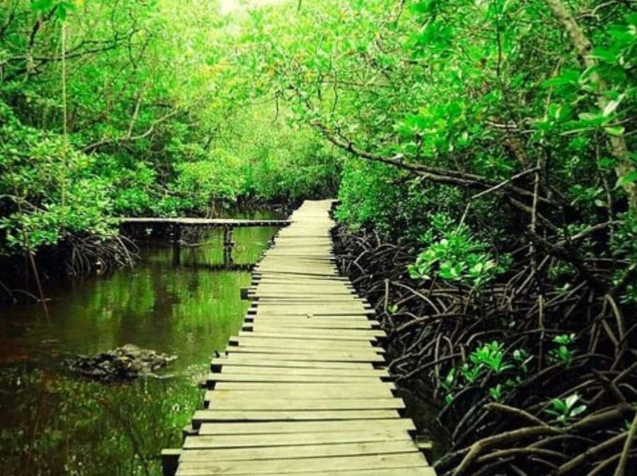 Half-Day – Jozani Forest Walking Tour