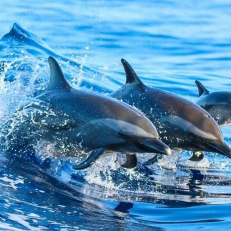 Half-Day – Kizimkazi Dolphins Tours