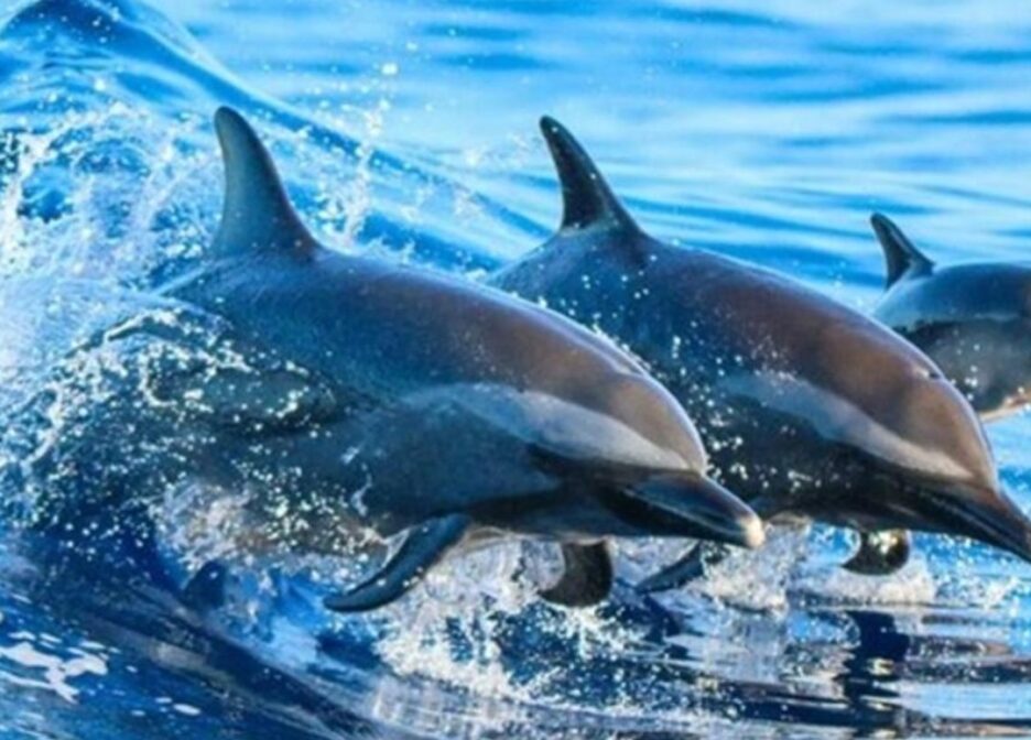 Half-Day – Kizimkazi Dolphins Tours