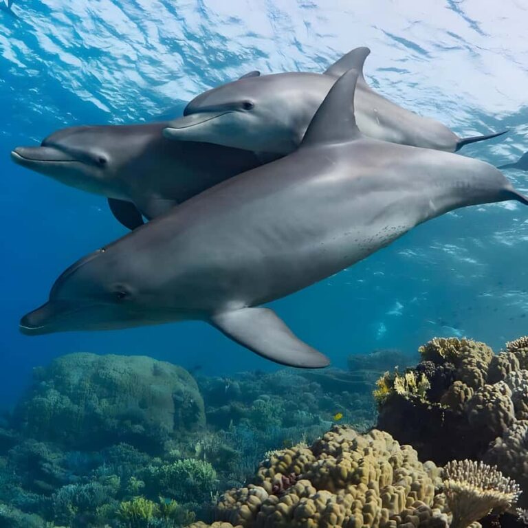 Half-Day Mnemba Island Dolphins & Snorkeling