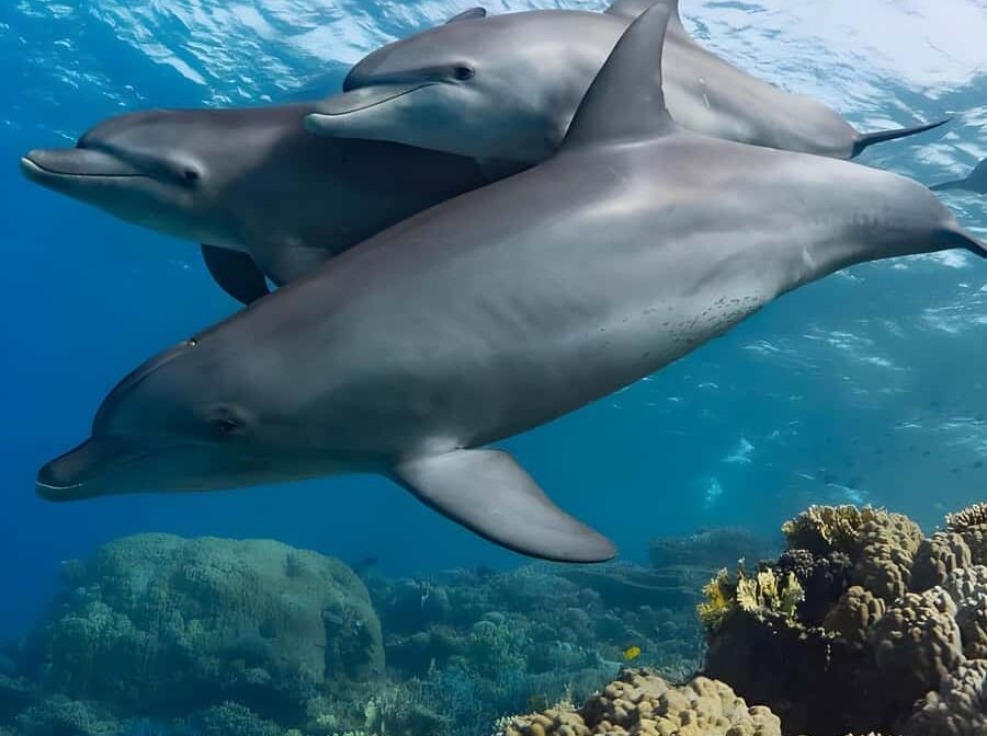 Half-Day Mnemba Island Dolphins & Snorkeling