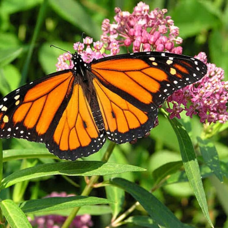 Half-Day Tour – Butterflies & Jozani Forest