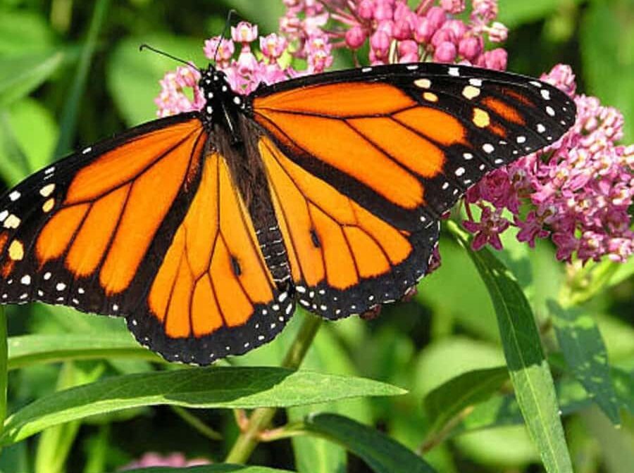 Half-Day Tour – Butterflies & Jozani Forest