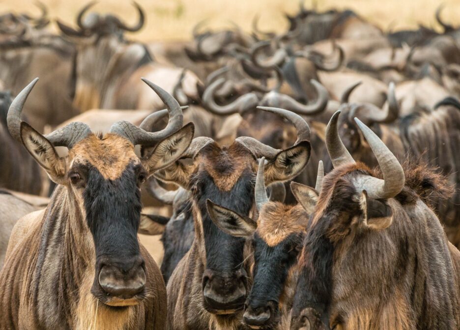 4 Days Safari Itinerary – Lake Manyara, Serengeti, Ngorongoro Crater