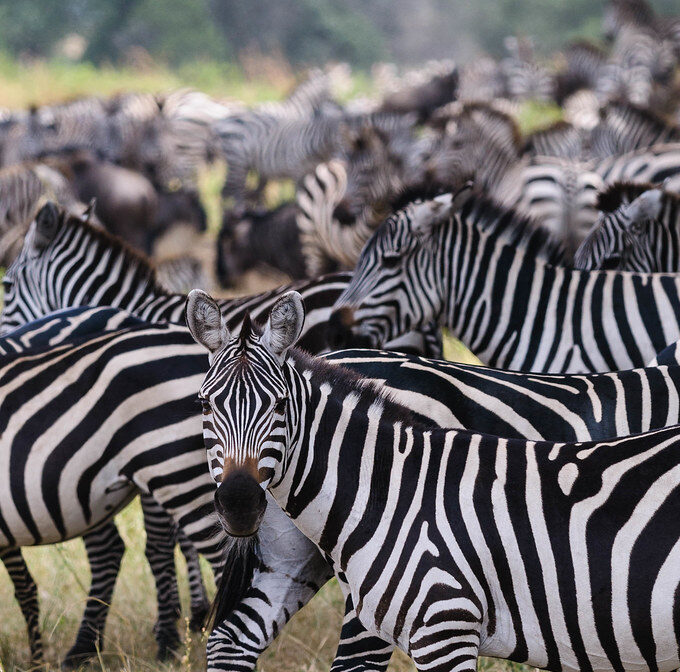 9 Days Safari Itinerary Vacation Tanzania -wildebeest Migration