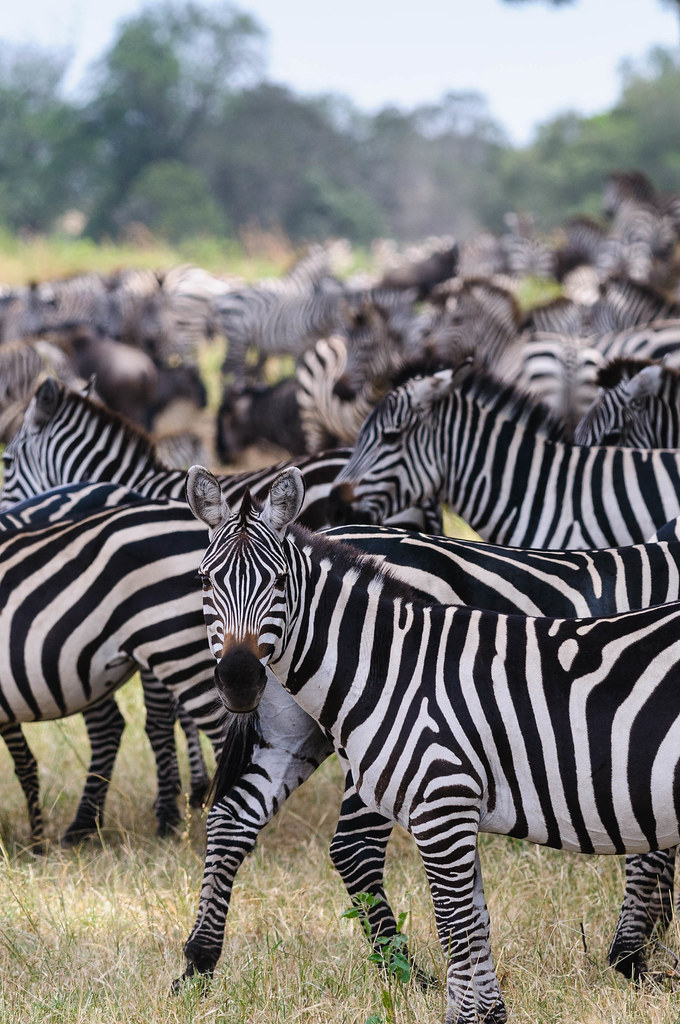 9 Days Safari Itinerary Vacation Tanzania -wildebeest Migration