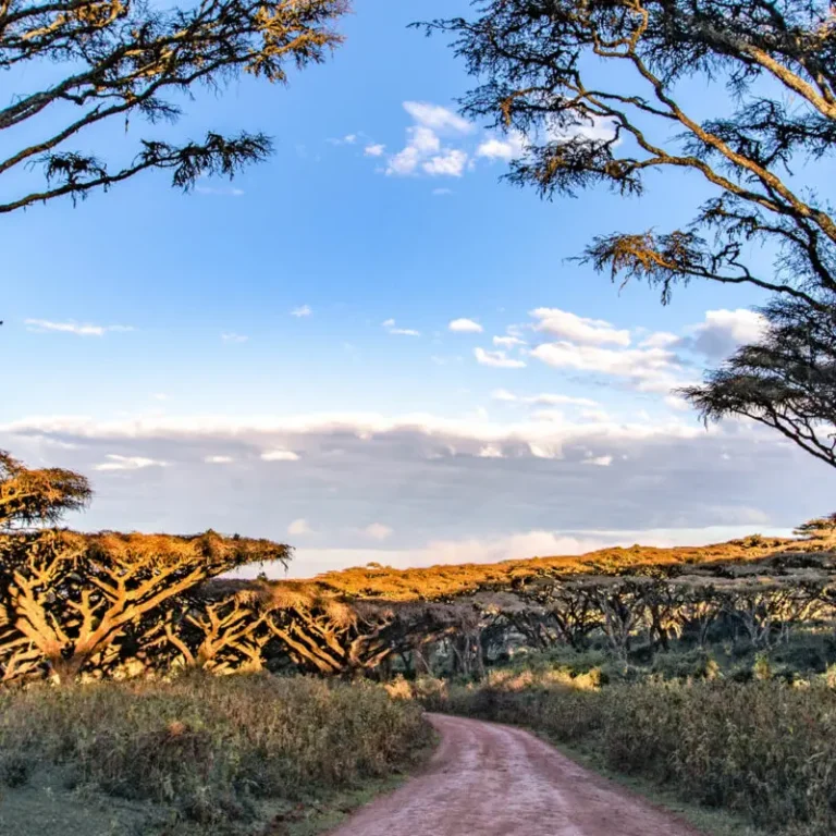 6 Days Safari Itinerary – Tarangire, Lake Manyara, Serengeti, Ngorongoro Crater