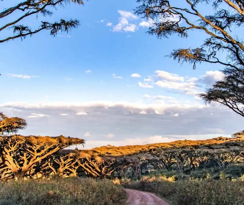 6 Days Safari Itinerary – Tarangire, Lake Manyara, Serengeti, Ngorongoro Crater