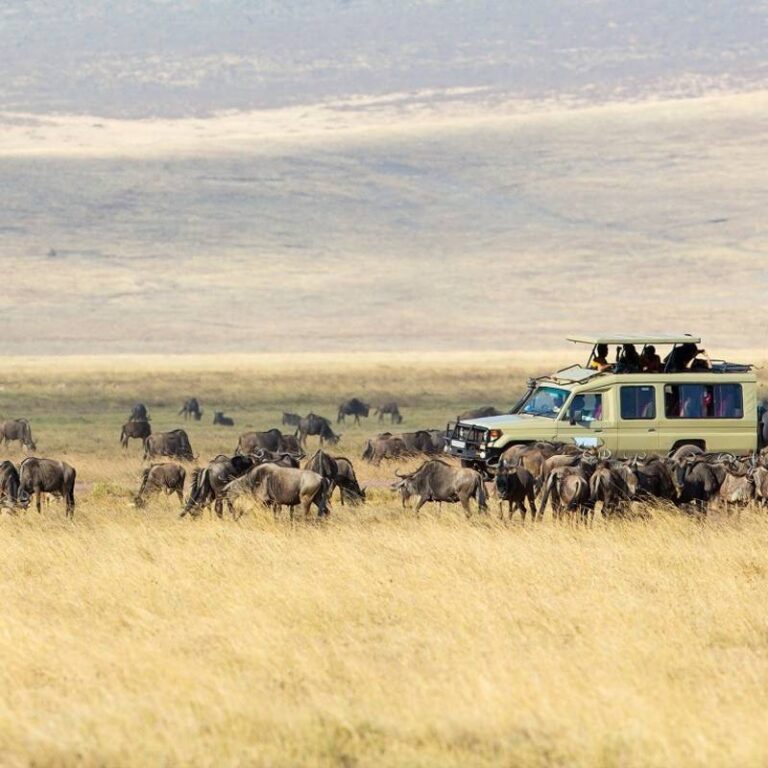 8 Days Safari Itinerary – Manyara, Lake Eyasi, Ngorongoro, Serengeti, Visit Village